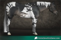Horse Color:Black Tobiano 