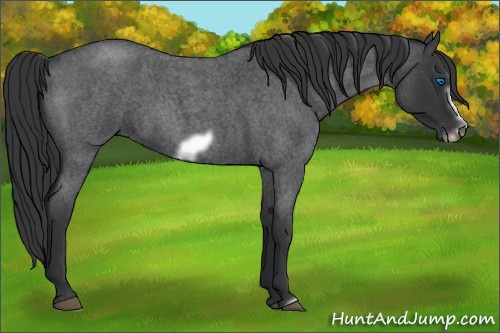 Horse Color:Blue Roan Splash Frame