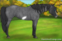Horse Color:Blue Roan Splash Frame 