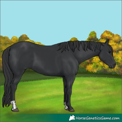 Horse Color:Black  and Black 