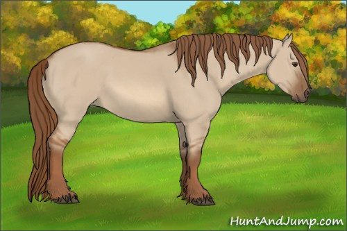 Horse Color:Red Dun 