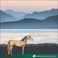 Horse Color:Red Dun Rabicano 