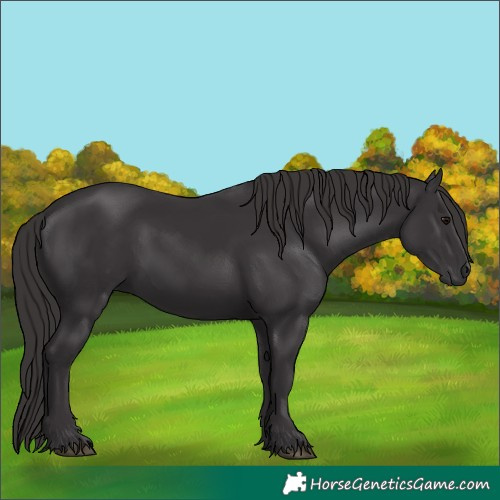 Horse Color:Smoky Black 