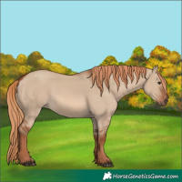 Horse Color:Red Dun 