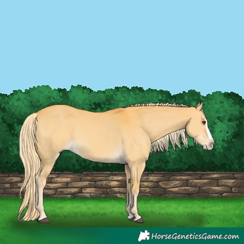 Horse Color:Palomino Dun Splash 