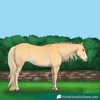 Horse Color:Palomino Dun Splash 