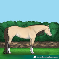 Horse Color:Buckskin Dun Splash 