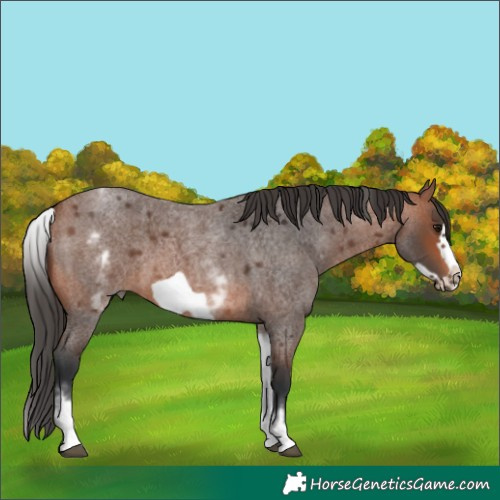 Horse Color:White Spotted Bay Roan Frame 