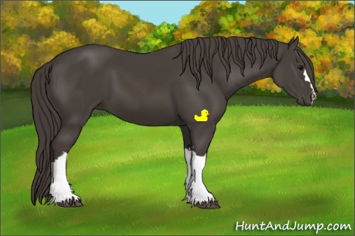 Horse Color:Smoky Black 