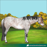 Horse Color:White Spotted Brown Roan Frame 