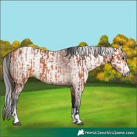 Horse Color:Bay  and Gray Bay 