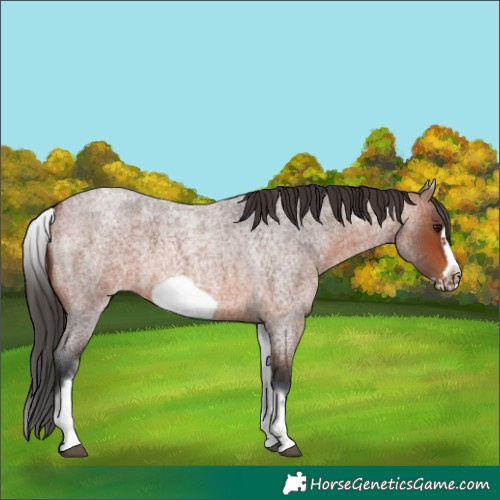 Horse Color:White Spotted Bay Roan Frame 