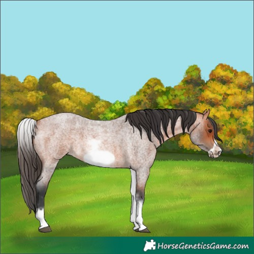 Horse Color:White Spotted Bay Roan Frame 