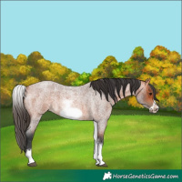 Horse Color:White Spotted Bay Roan Frame 