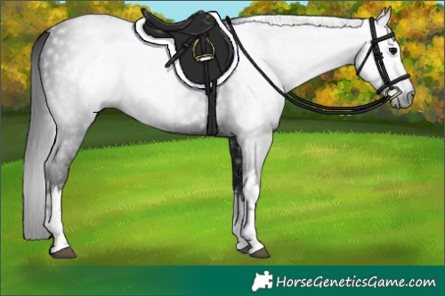 Horse Color:Gray White Spotted Brown 