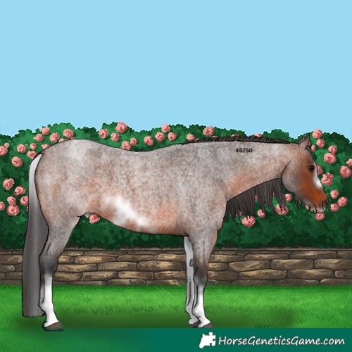 Horse Color:White Spotted Brown Roan Frame 