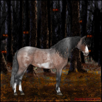 Horse Color:White Spotted Brown Roan Frame 