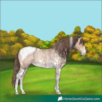 Horse Color:Amber Champagne Sabino Tobiano Appaloosa  and Amber Champagne Sabino Tobiano Appaloosa 