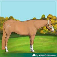 Horse Color:Chestnut 