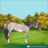 Horse Color:White Spotted Brown Roan Frame