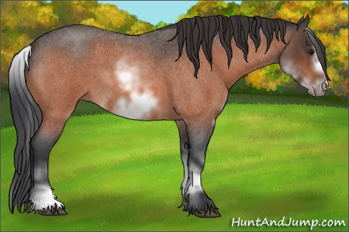 Horse Color:White Spotted Brown Roan Frame 