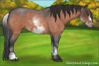 Horse Color:White Spotted Brown Roan Frame