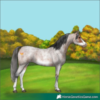 Horse Color:White Spotted Bay Roan Frame 