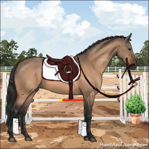 Horse Color:Bay Dun 