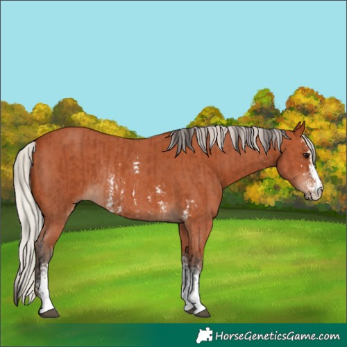 Horse Color:Bay Sabino Rabicano and Silver Bay Sabino Rabicano