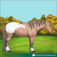 Horse Color:Bay Tobiano Appaloosa 