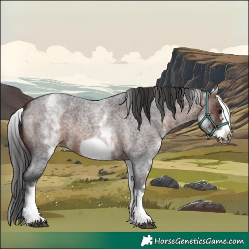 Horse Color:White Spotted Brown Roan Frame 