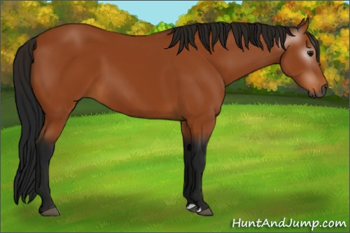 Horse Color:Gray Bay 