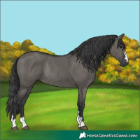 Horse Color:Grullo Rabicano 
