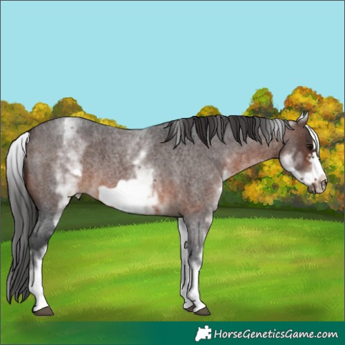 Horse Color:White Spotted Brown Roan Frame 