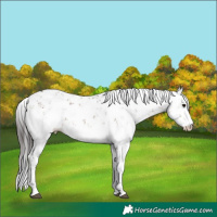 Horse Color:Brown Sabino 