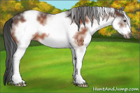Horse Color:White Spotted Brown Roan Frame 