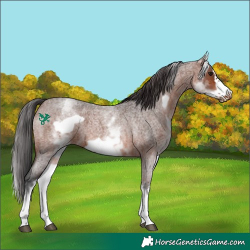 Horse Color:White Spotted Brown Roan Frame