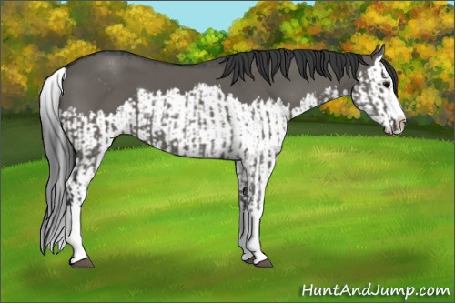 Horse Color:Grullo Sabino Splash and Grullo Sabino Splash