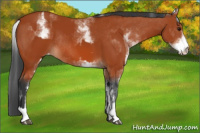 Horse Color:Bay Sabino Rabicano  and White Spotted Bay Rabicano 