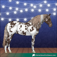 Horse Color:White Spotted Liver Chestnut Appaloosa