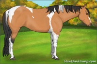 Horse Color:Bay Tobiano