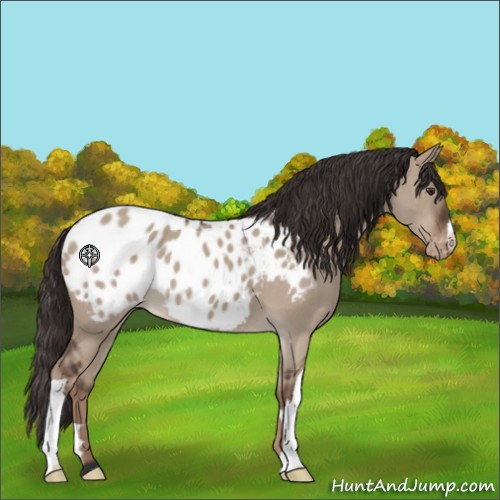 Horse Color:Liver Red Dun Roan Appaloosa 