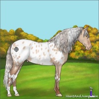 Horse Color:White Spotted Silver Sable Champagne Dun Appaloosa 