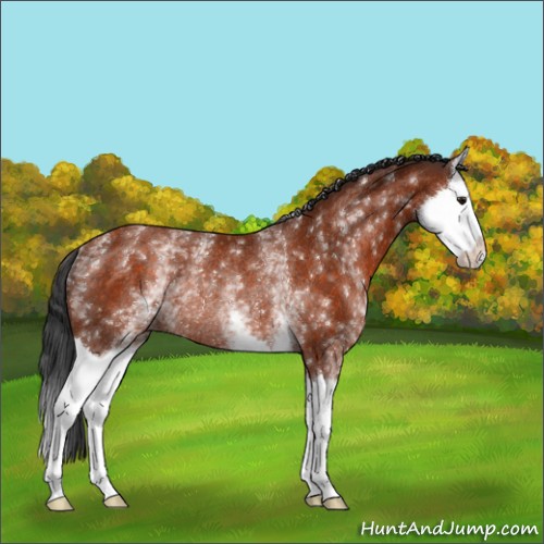Horse Color:White Spotted Brown Splash Rabicano 