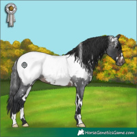 Horse Color:White Spotted Brown Roan Appaloosa