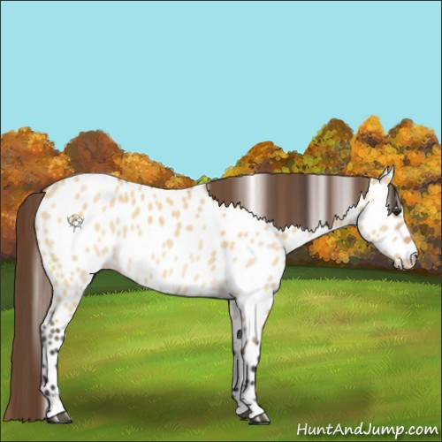 Horse Color:Bay Dun Appaloosa Rabicano 