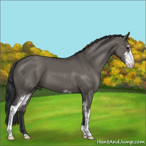 Horse Color:Grullo Sabino 