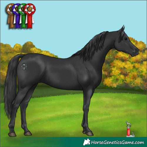 Horse Color:Black 