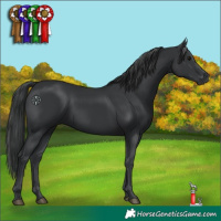 Horse Color:Black 