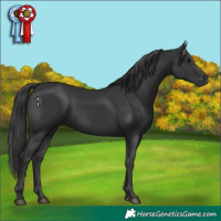Horse Color:Black 
